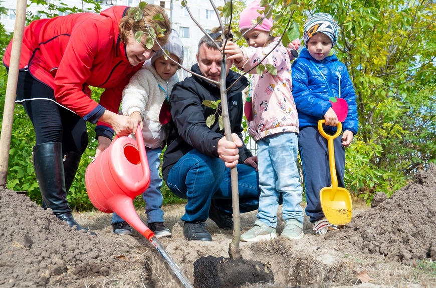 посади свое дерево